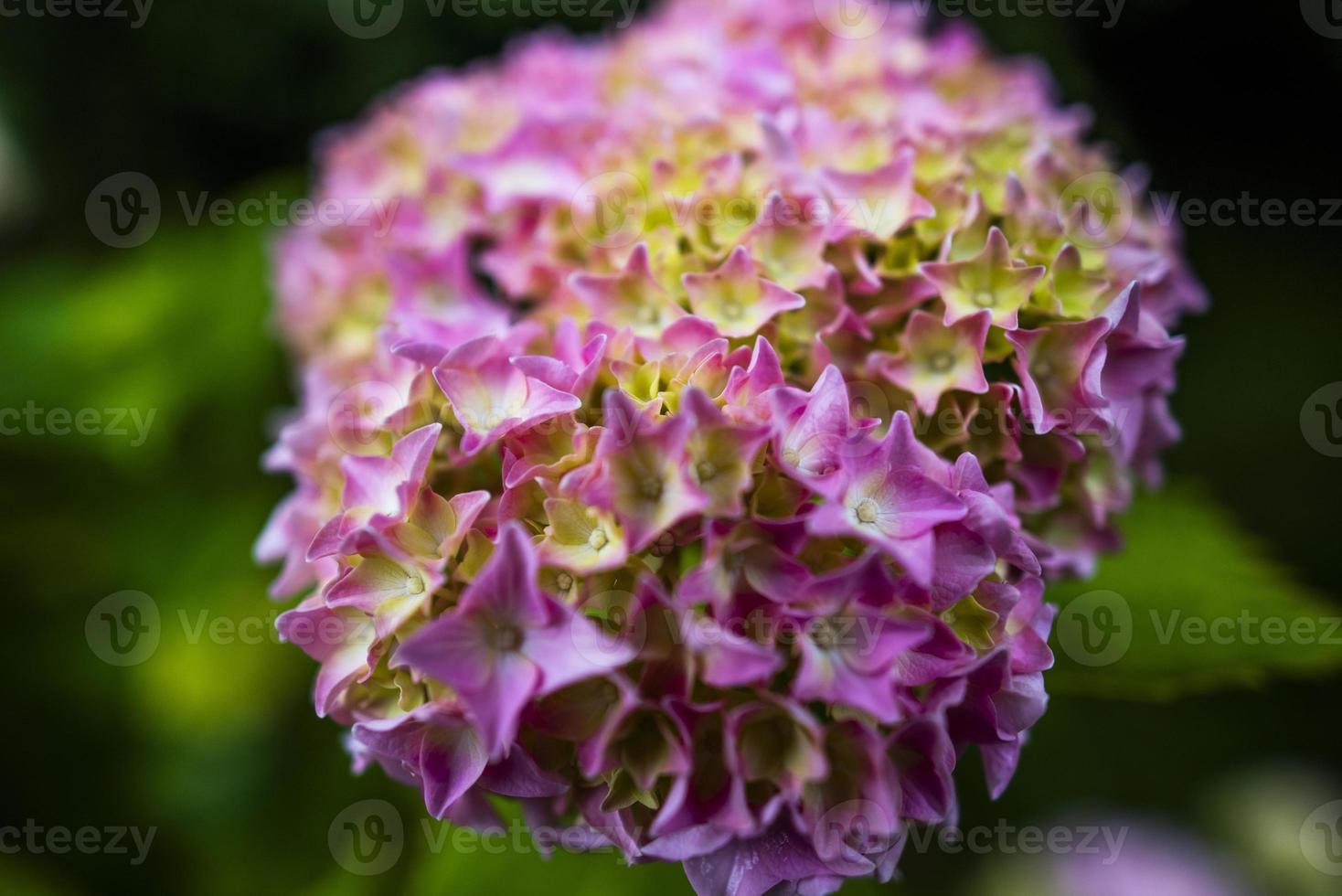 2021 07 04 valli del pasubio hydrangea macrophylla foto