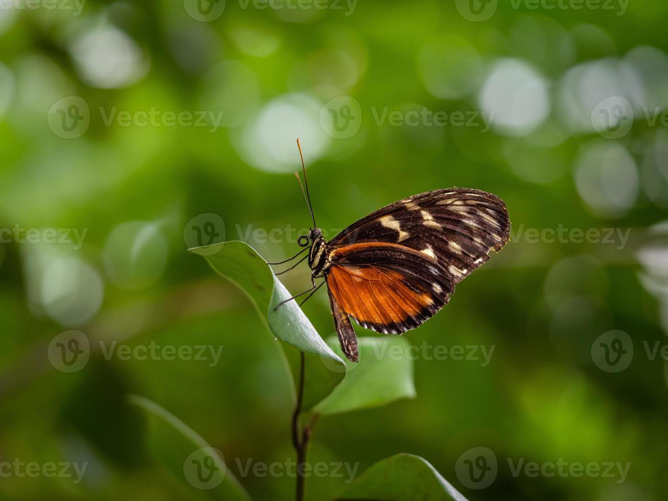 Un primer plano macro de una mariposa con alas extendidas, un colorido foto