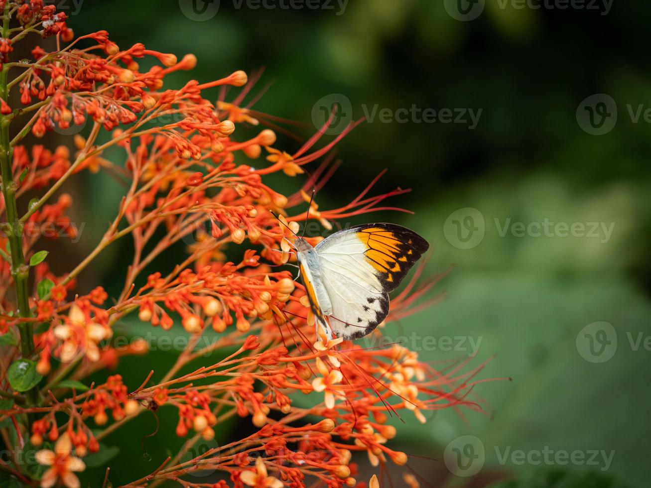 Un primer plano macro de una mariposa con alas extendidas, un colorido foto