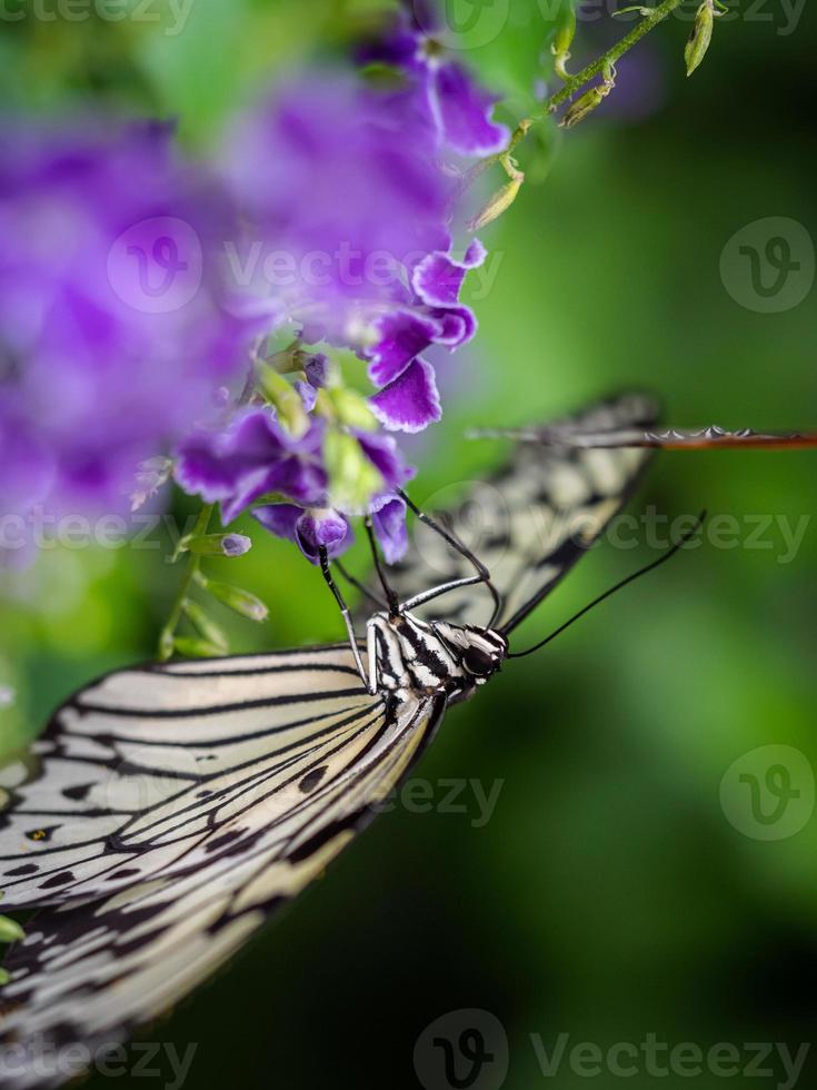 Un primer plano macro de una mariposa con alas extendidas, un colorido foto