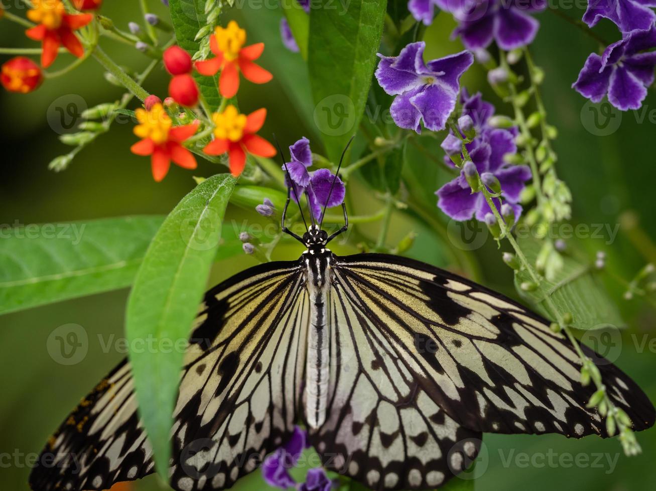 Un primer plano macro de una mariposa con alas extendidas, un colorido foto