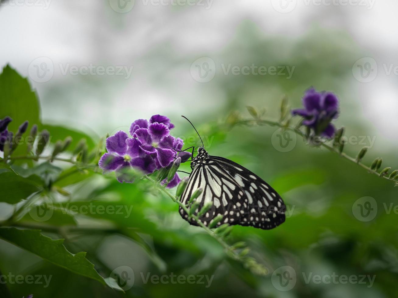 Un primer plano macro de una mariposa con alas extendidas, un colorido foto