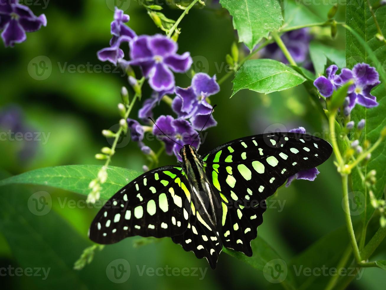 Un primer plano macro de una mariposa con alas extendidas, un colorido foto