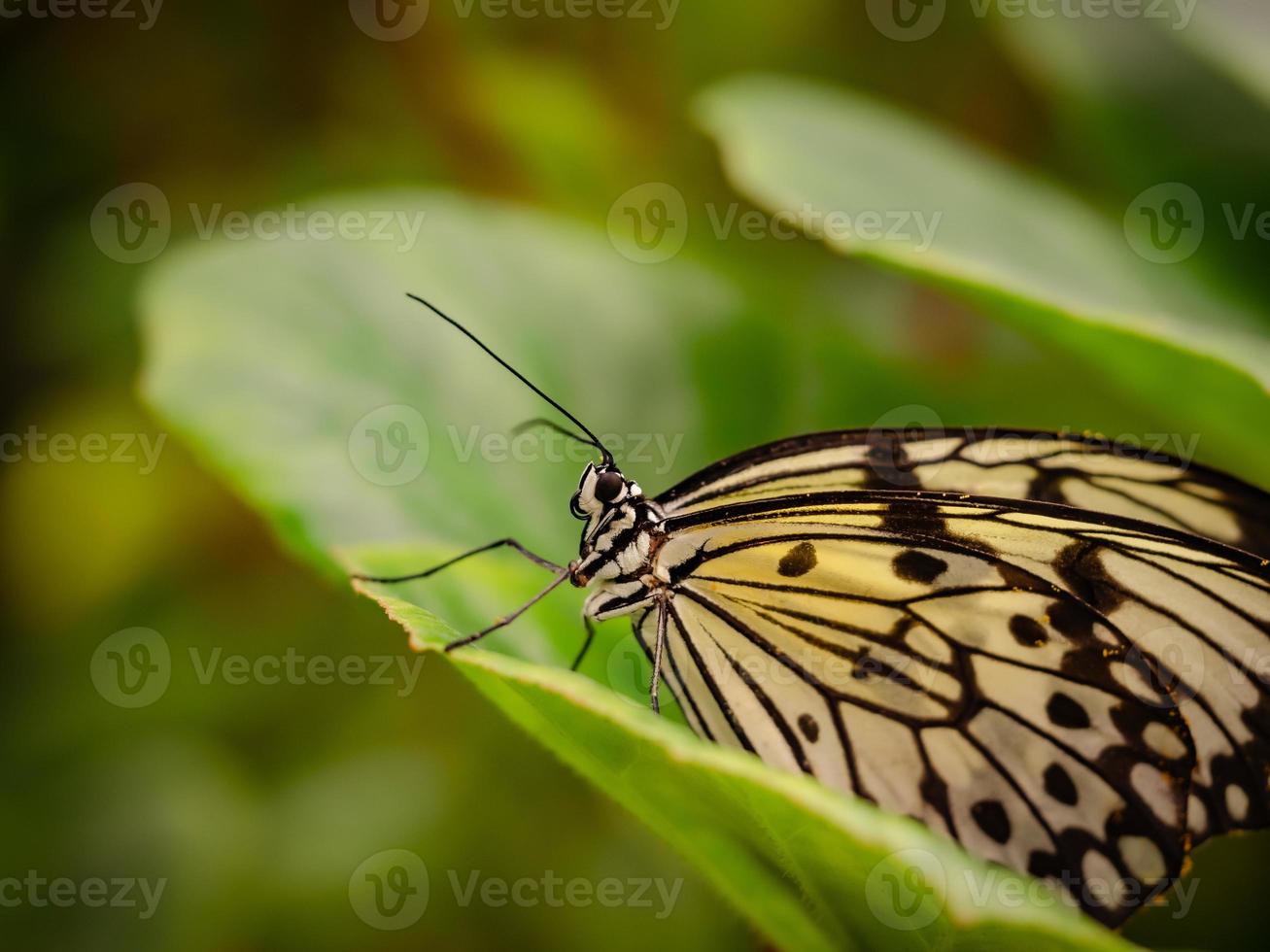 A macro close-up of a butterfly with spread wings, a colourful photo