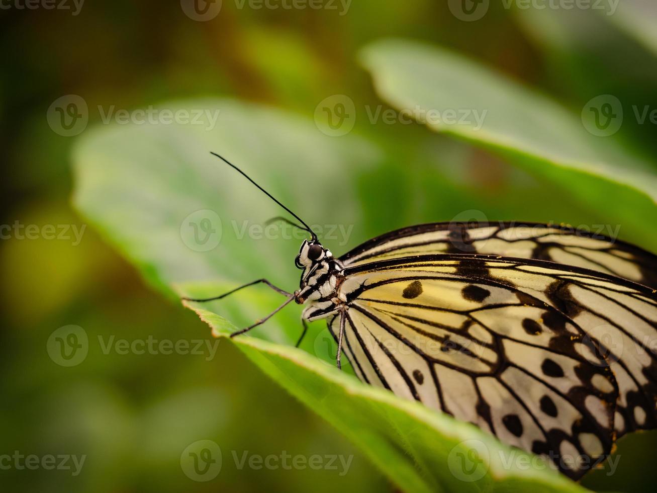 Un primer plano macro de una mariposa con alas extendidas, un colorido foto