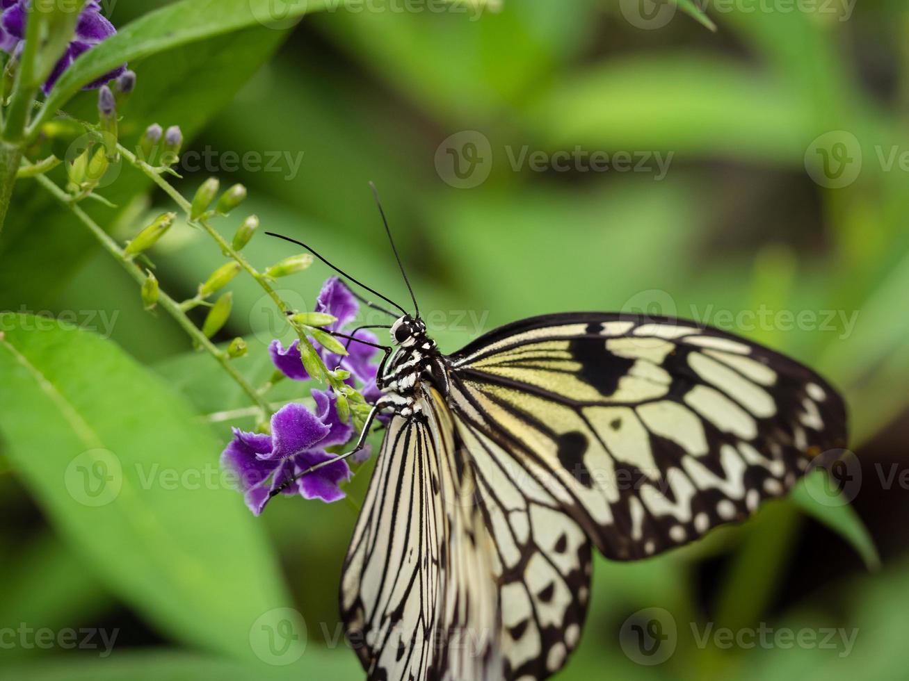 Un primer plano macro de una mariposa con alas extendidas, un colorido foto