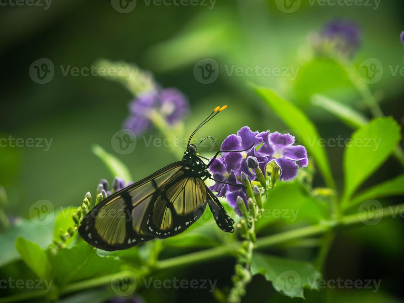 Un primer plano macro de una mariposa con alas extendidas, un colorido foto