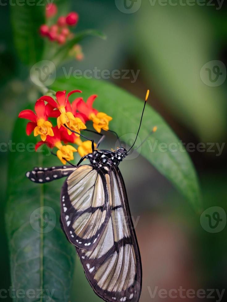 Un primer plano macro de una mariposa con alas extendidas, un colorido foto