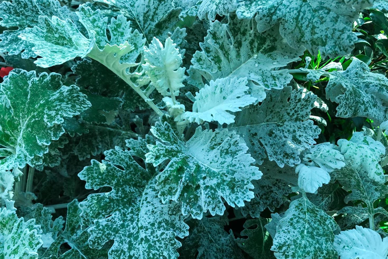 Garden with green cabbage plants growing photo