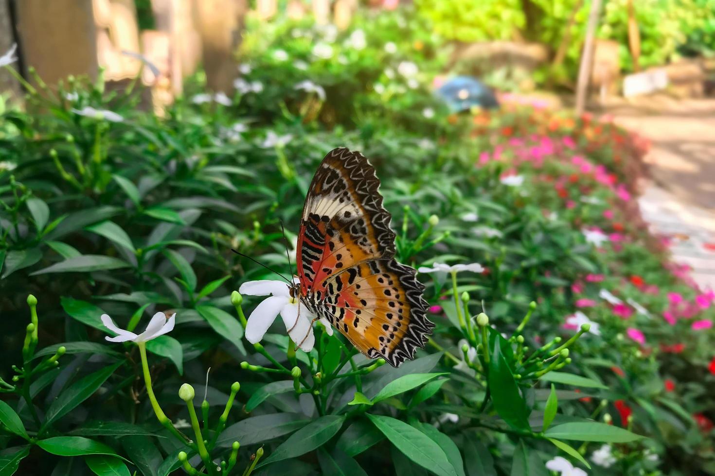 danaus genutia genutia cramer en la mano foto