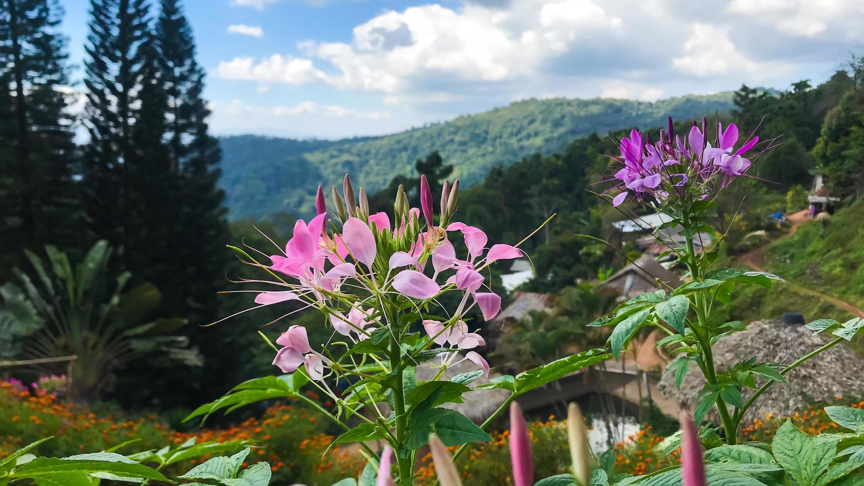 Flor rosa cleome hassleriana en el jardín foto