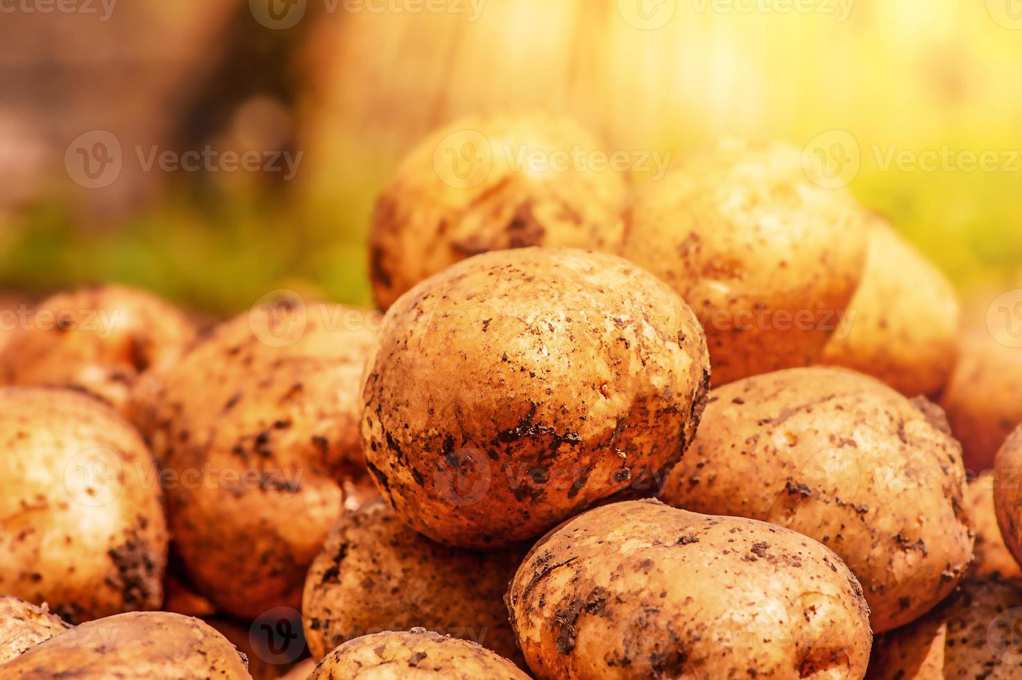 patatas en la cosecha del suelo. patatas en un fondo de campo foto