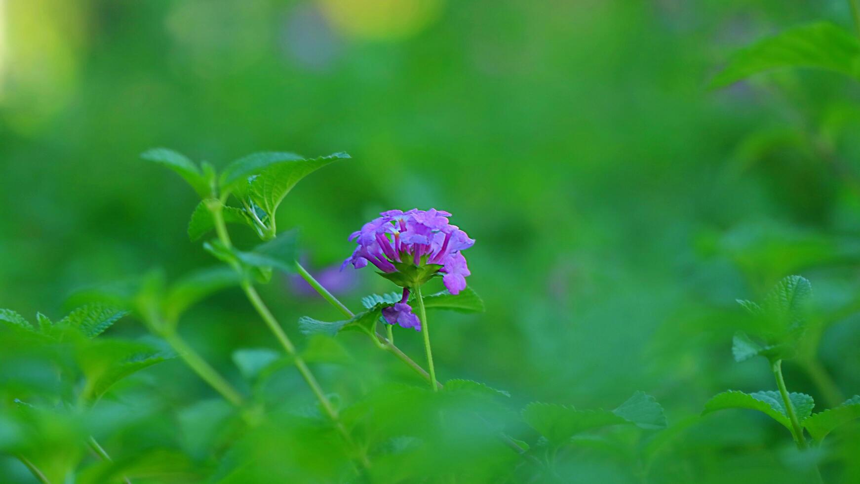 florecitas moradas sobre un fondo verde foto