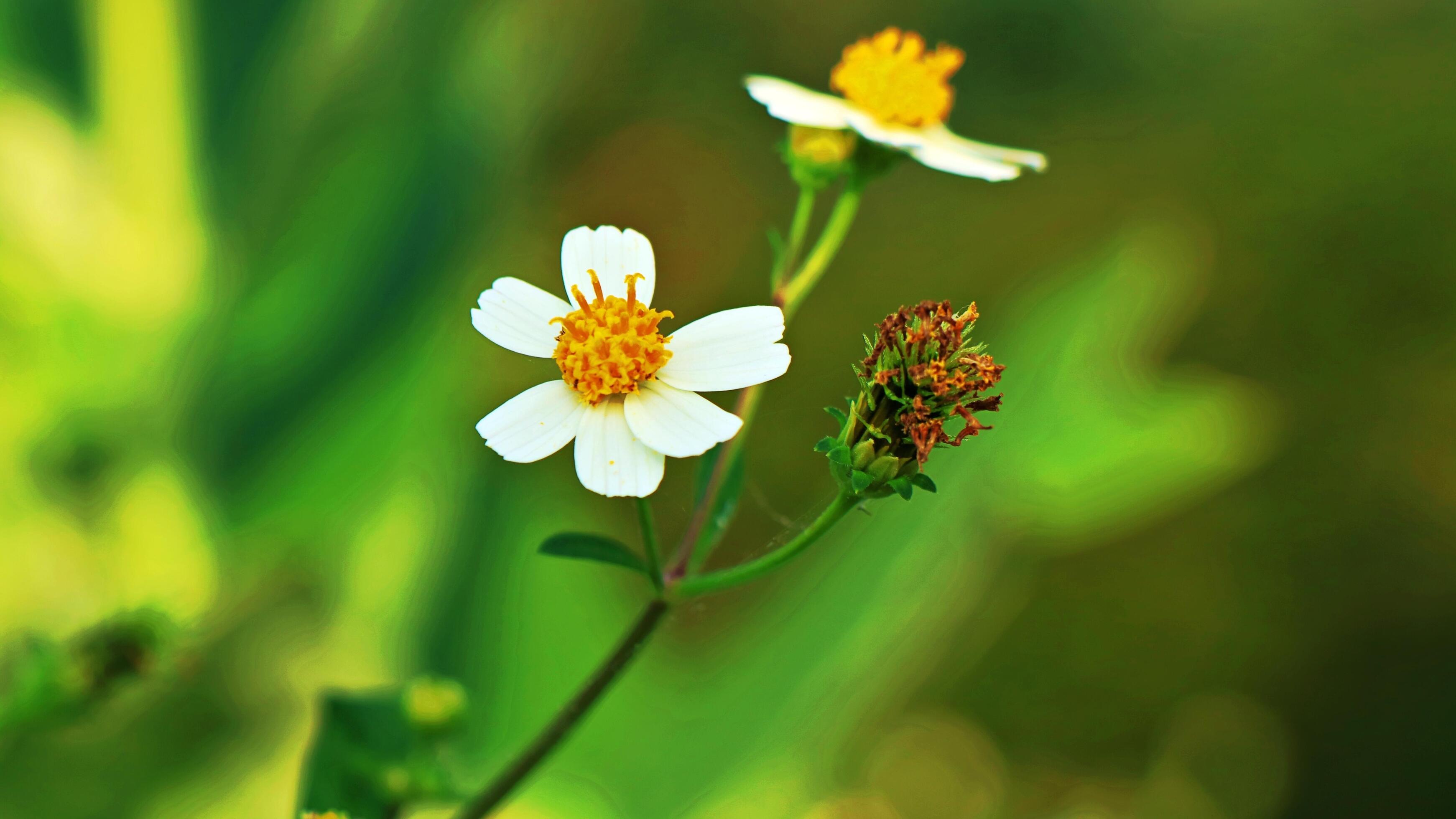 White little umbrella flowers in a bokeh green background 3368984 Stock