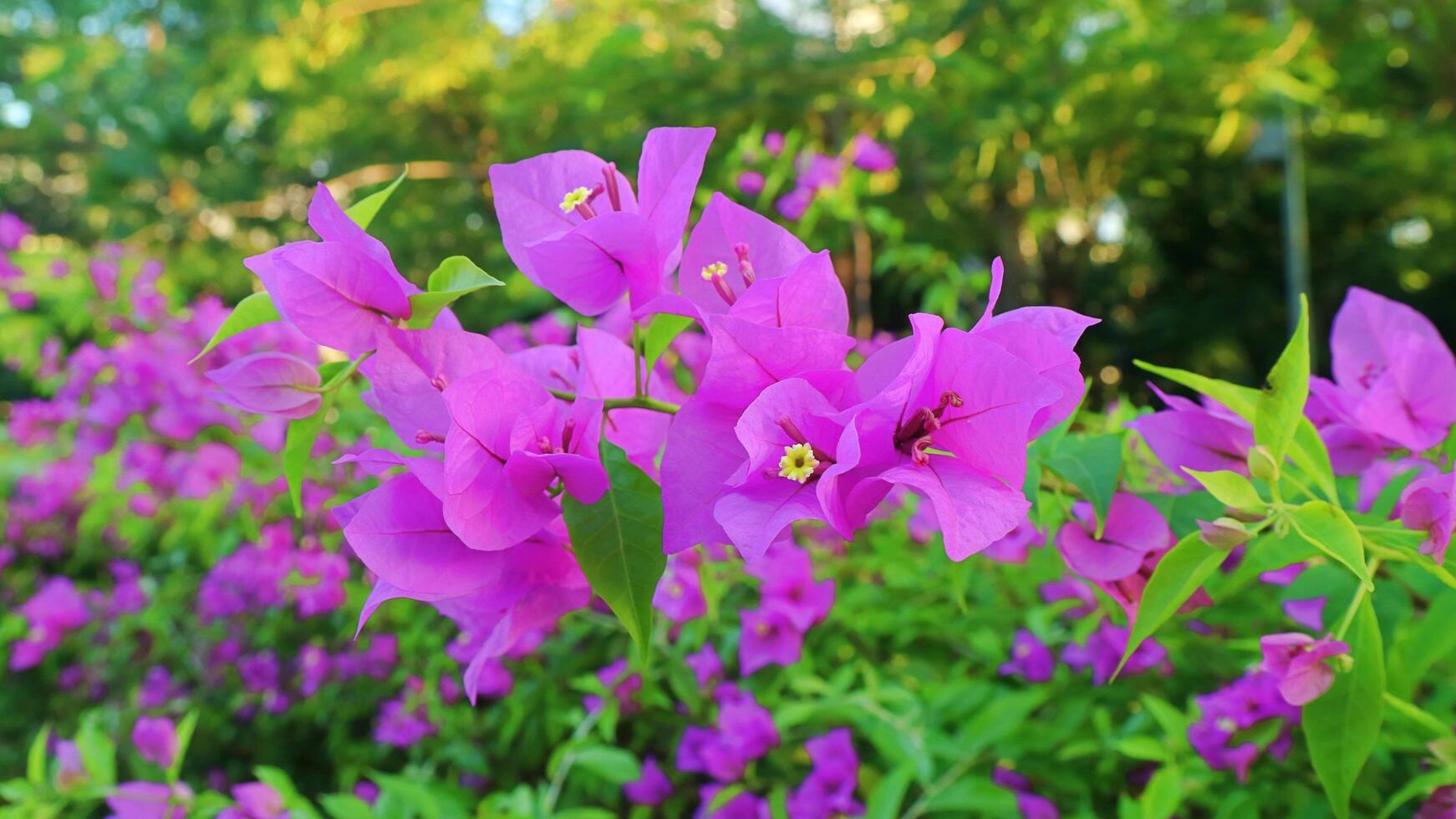 Pequeñas flores de color púrpura en un fondo verde bokeh foto