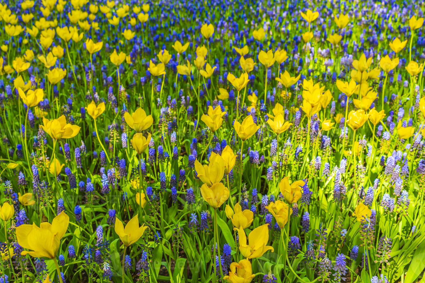 campanillas azules uva jacinto tulipanes amarillos keukenhof países bajos. foto