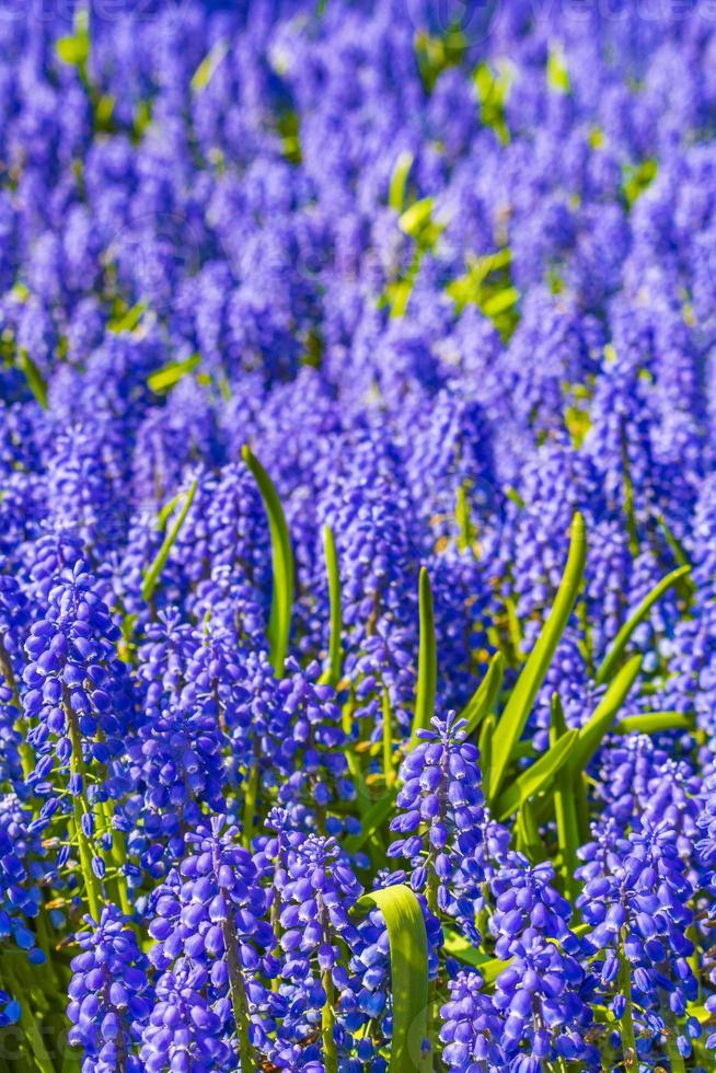 Blue bellflowers Grape hyacinthyellow tulips Keukenhof Netherlands. photo