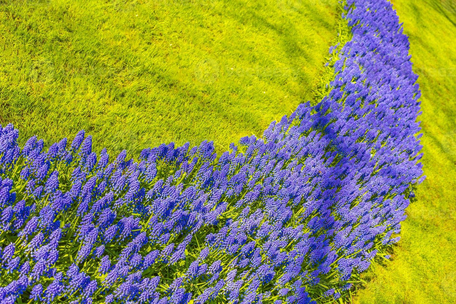 campanillas azules uva jacinto tulipanes amarillos keukenhof países bajos. foto