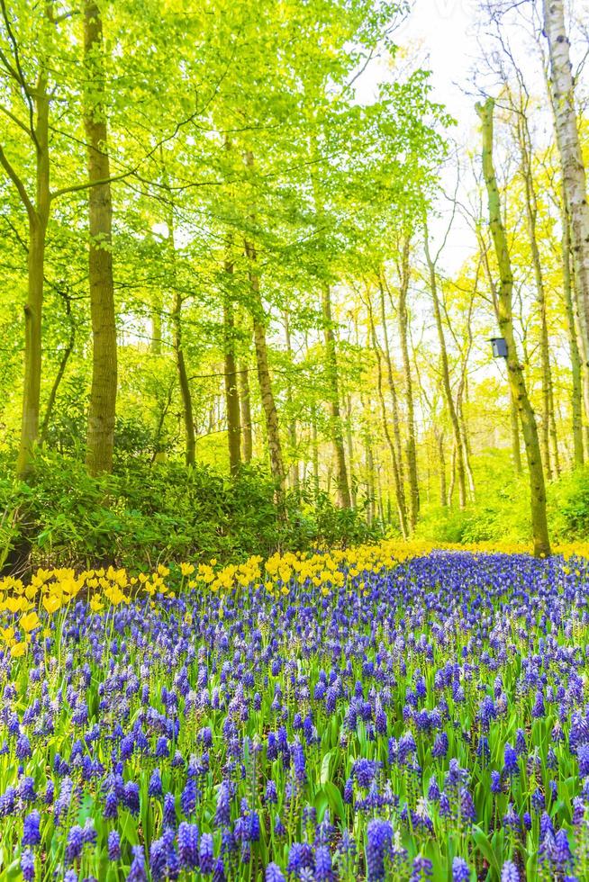 campanillas azules uva jacinto tulipanes amarillos keukenhof países bajos. foto