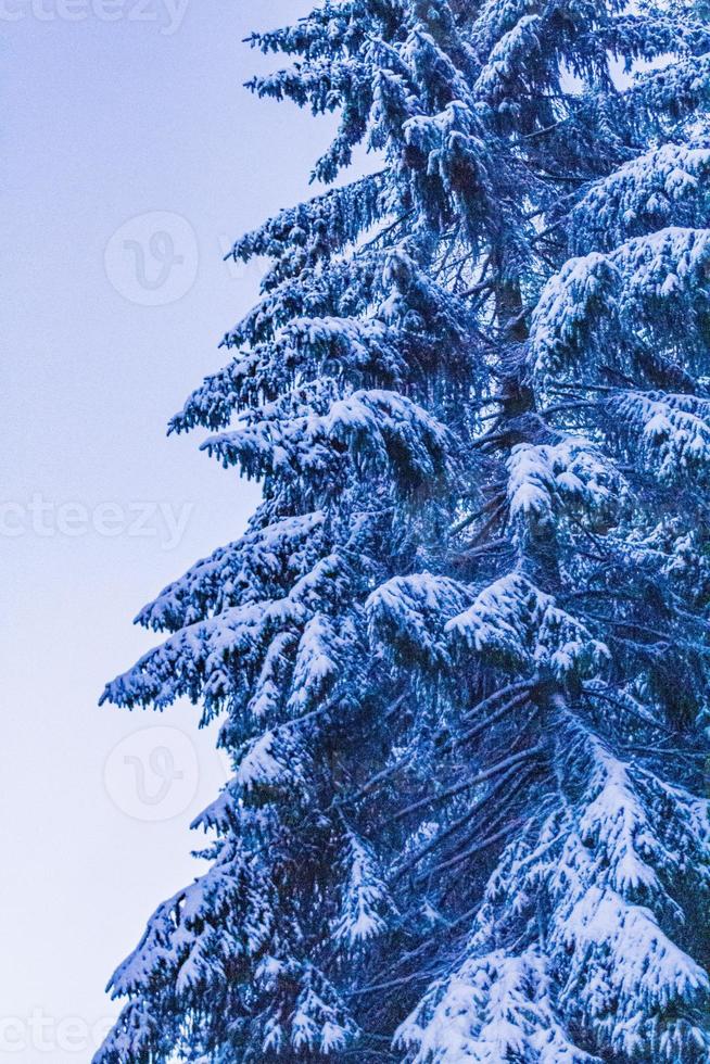 Forest landscape at night icy fir trees Brocken mountain Germany. photo