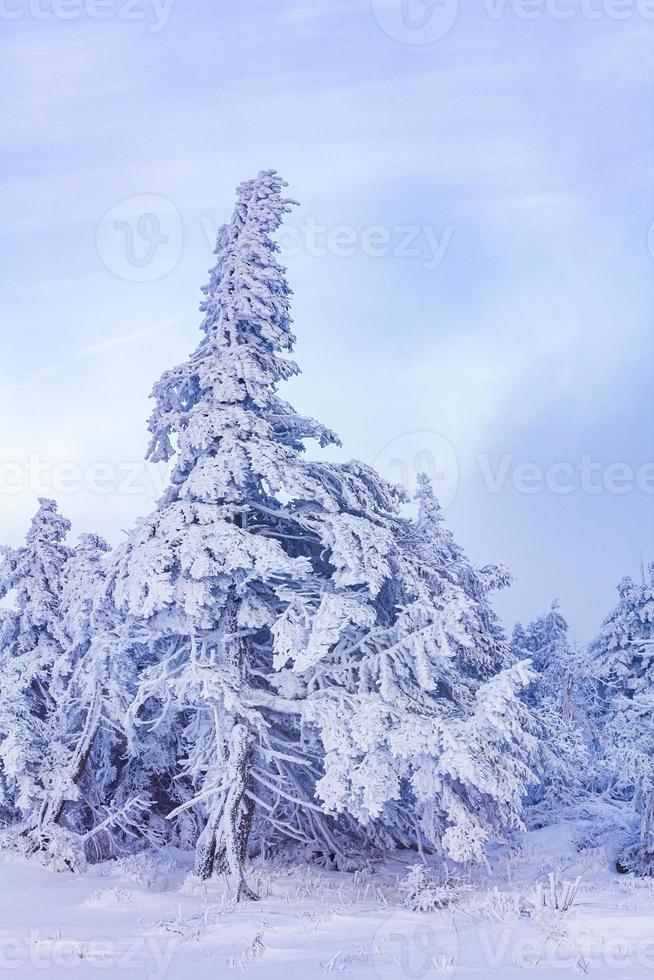 nevado en el paisaje de abetos helados brocken mountain harz alemania foto