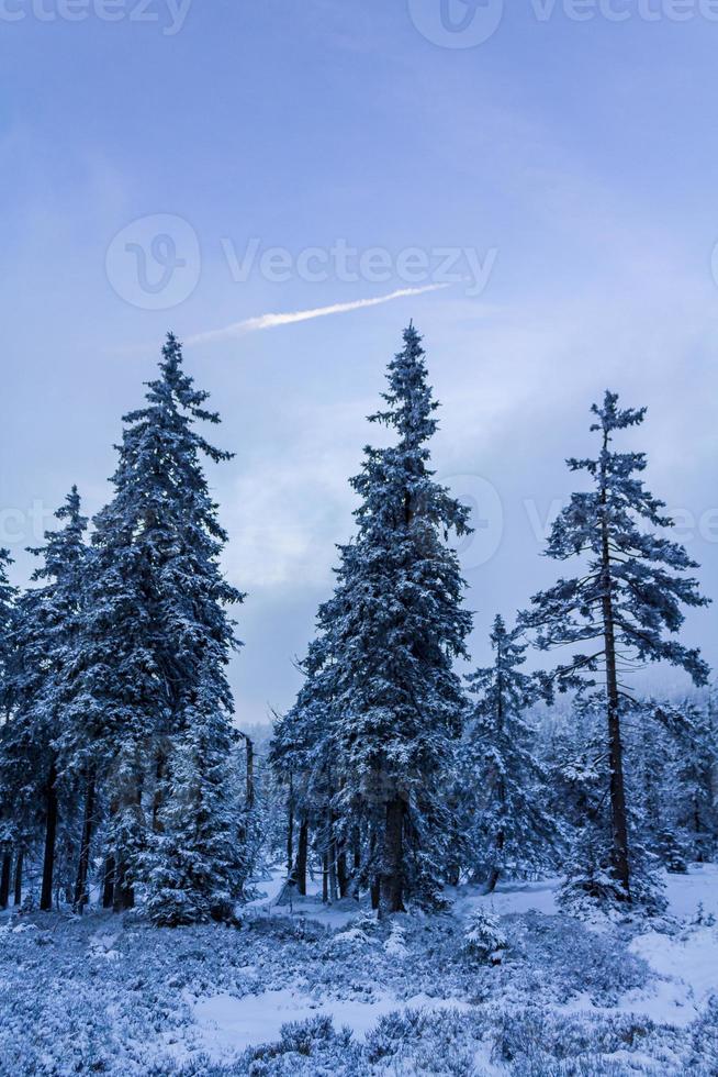 Forest landscape at night icy fir trees Brocken mountain Germany. photo