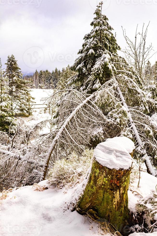 Dying silver forest snowed in landscape Brocken mountain Harz Germany photo