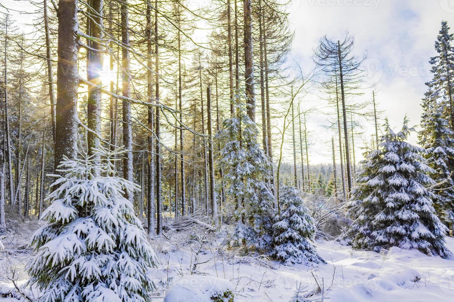 Sunshine between snowed in icy fir trees Brocken Harz Germany photo