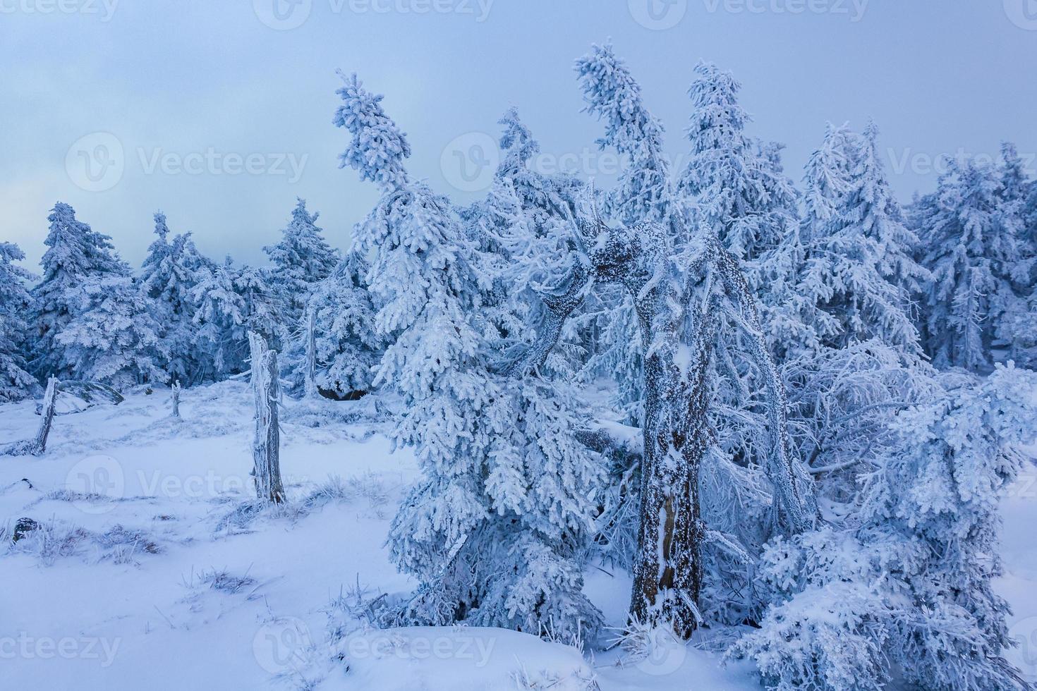 Forest landscape at night icy fir trees Brocken mountain Germany. photo