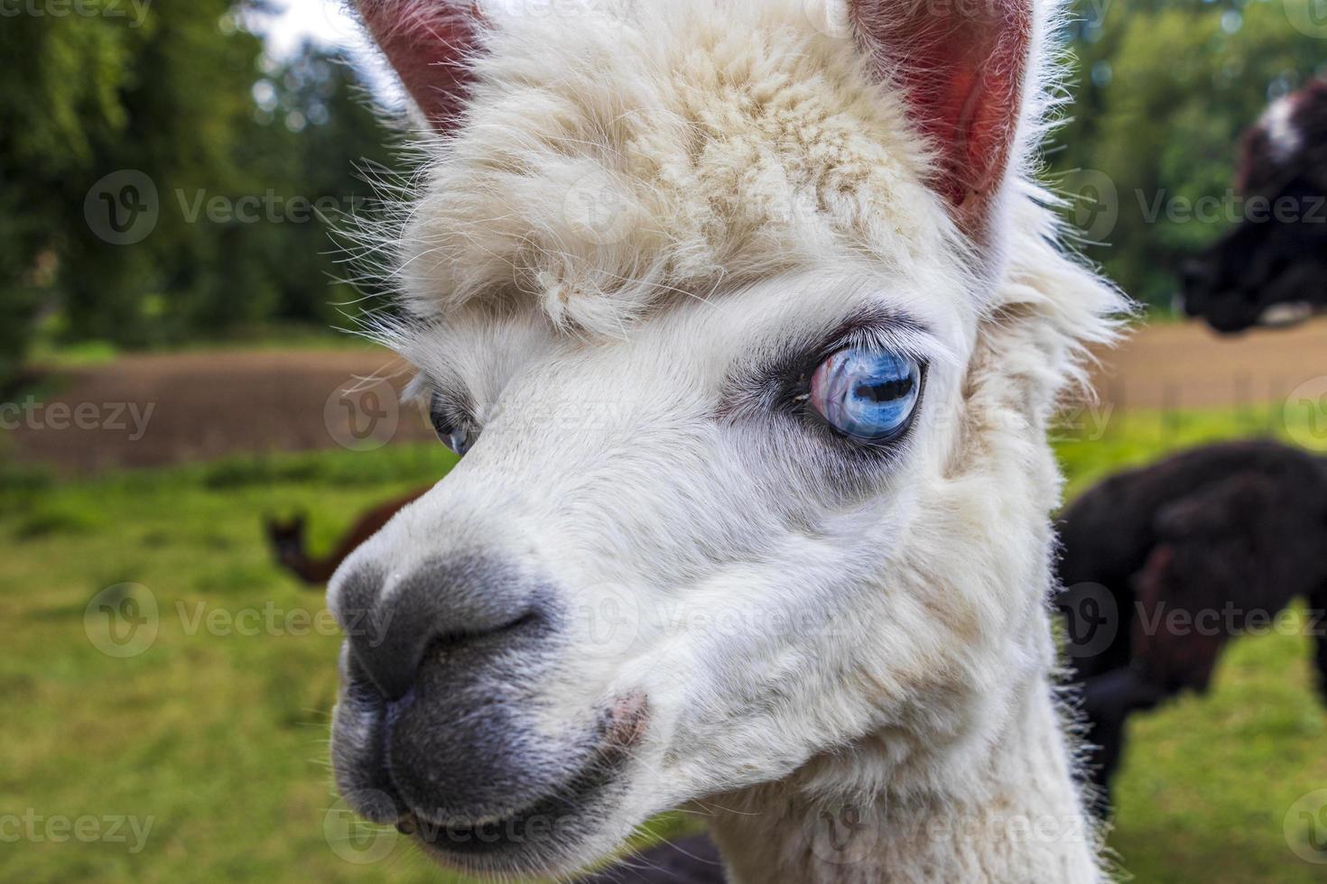 divertida alpaca blanca con ojos azules brillantes foto