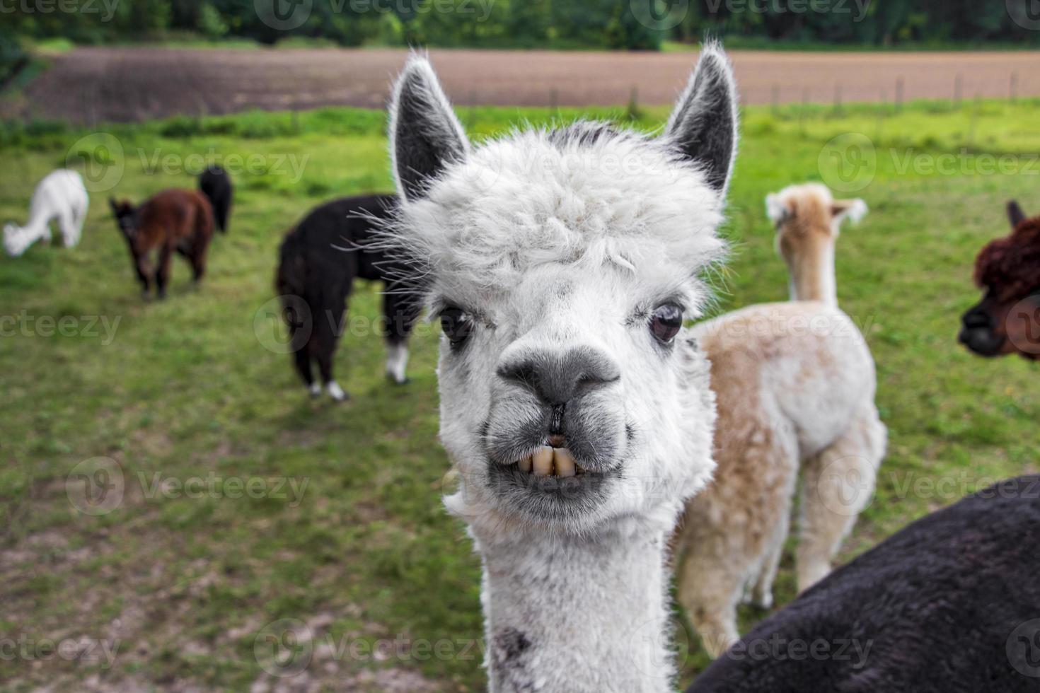 Funny white alpaca showing teeth, funny face. Germany. photo
