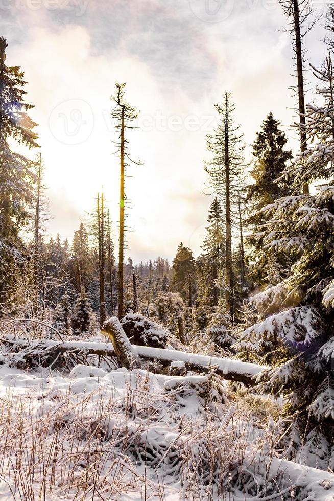 Sol en el bosque moribundo nevado en el paisaje de Brocken Harz, Alemania foto
