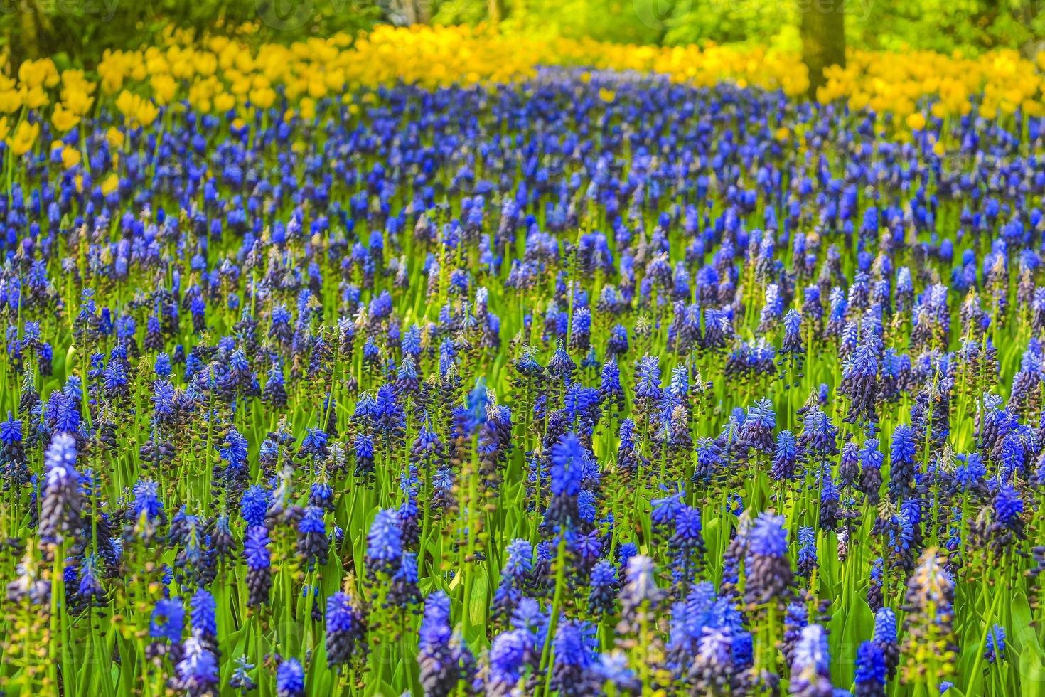 Blue bellflowers Grape hyacinthyellow tulips Keukenhof Netherlands. photo