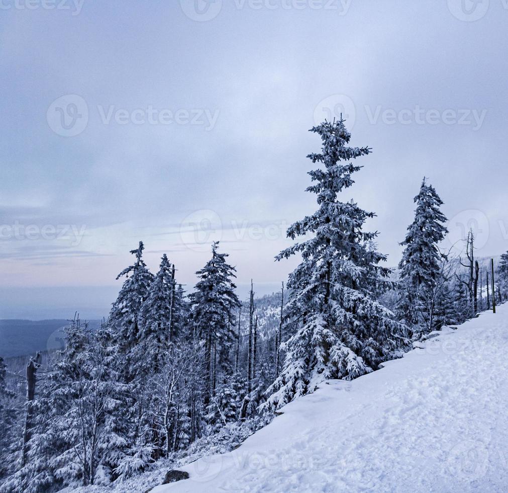 paisaje forestal por la noche abetos helados montaña brocken alemania. foto