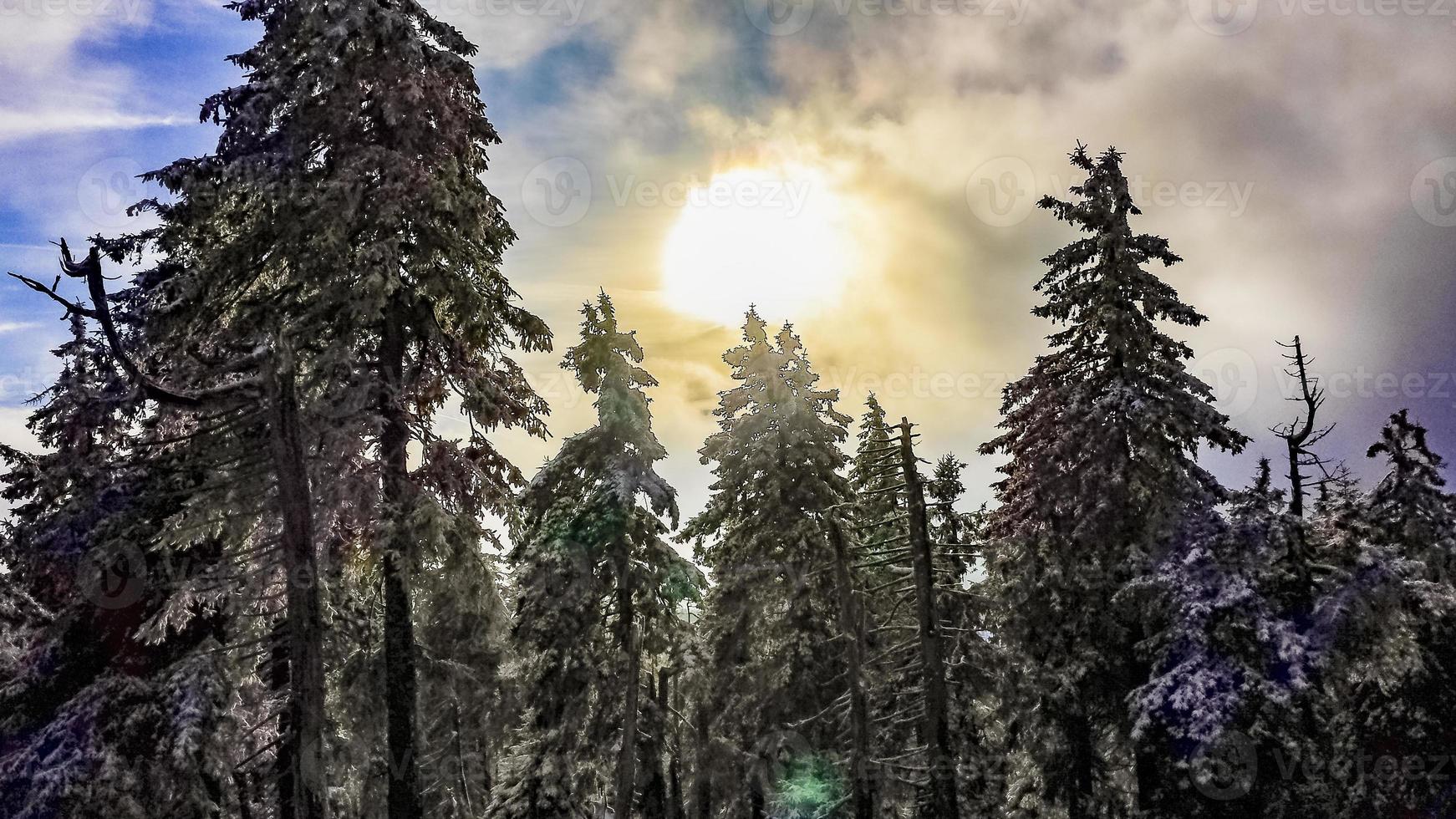 Sol entre nevado en abetos helados Brocken Harz Alemania foto