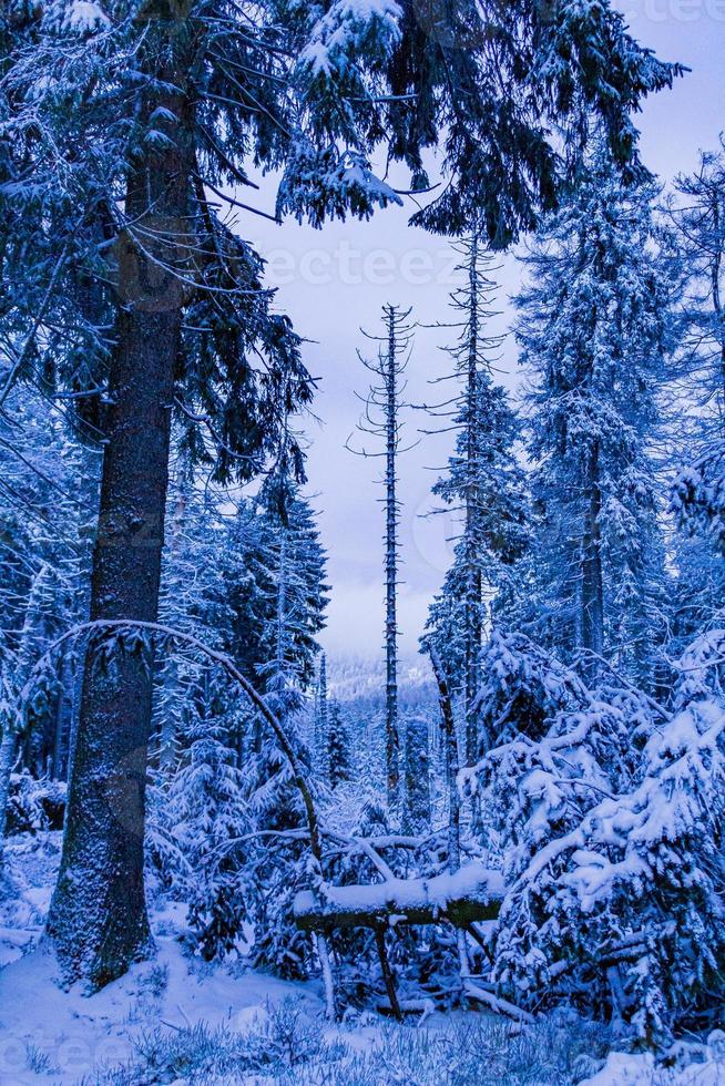 Forest landscape at night icy fir trees Brocken mountain Germany. photo
