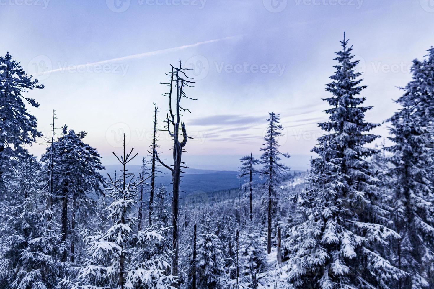 Forest landscape at night icy fir trees Brocken mountain Germany. photo