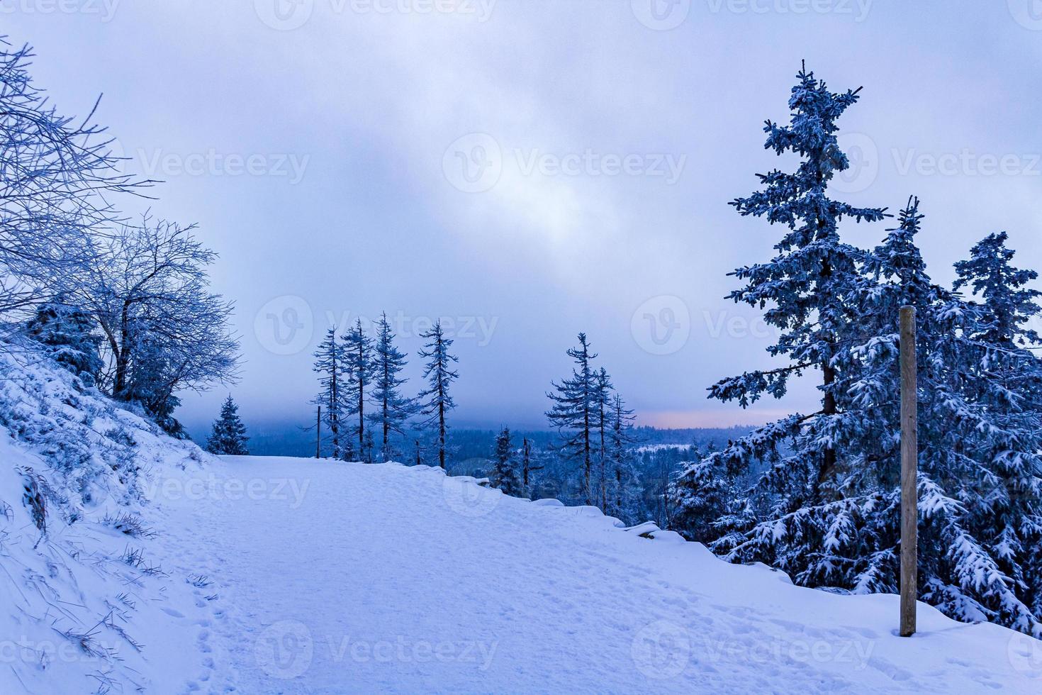 Forest landscape at night icy fir trees Brocken mountain Germany. photo