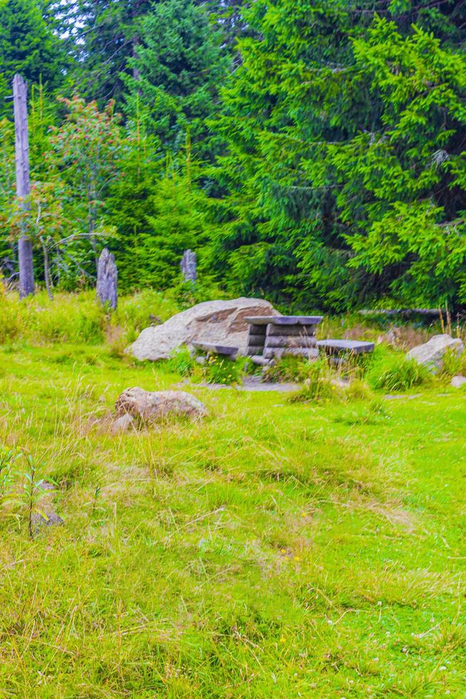 Forest with benches and trees Brocken mountain peak Harz Germany photo