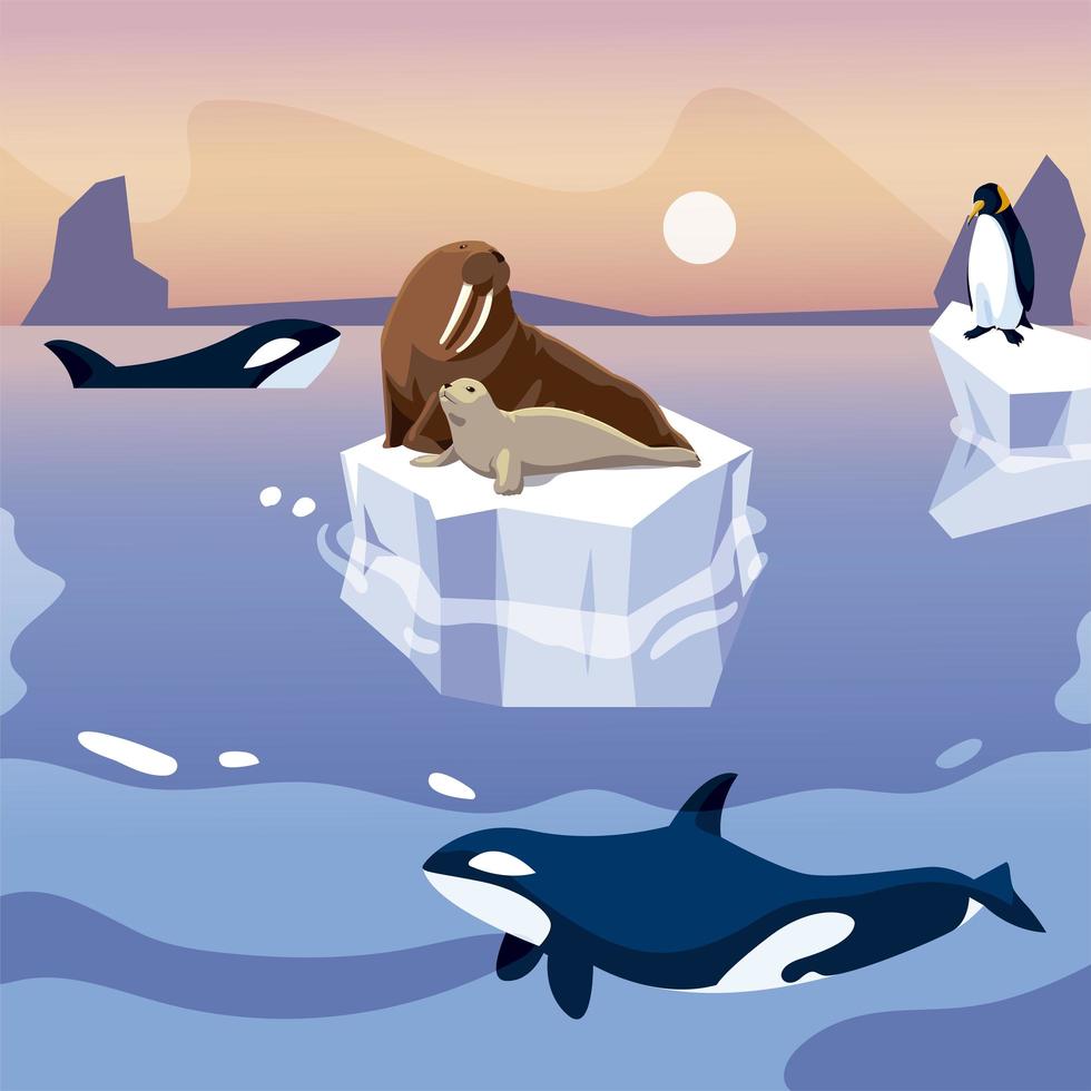 walrus and penguin on iceberg orca whales in the sea vector
