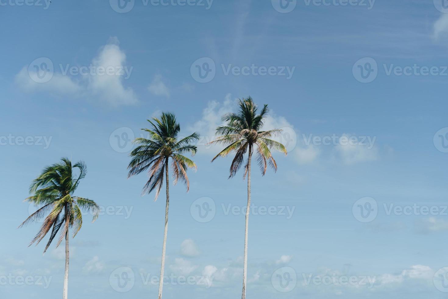 Tropical palm coconut trees on sunset sky photo