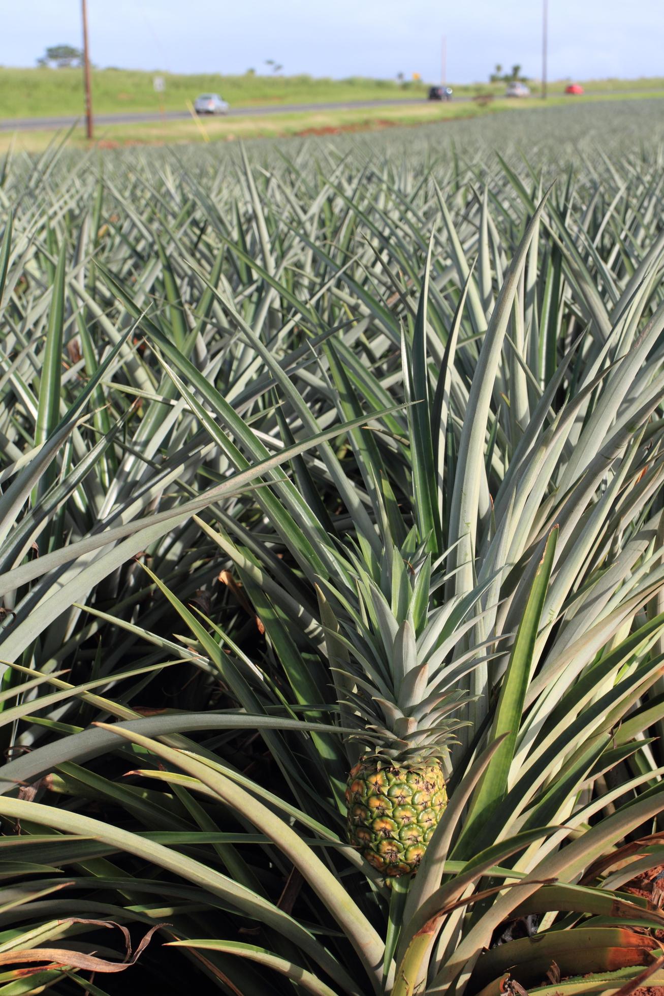 Pineapple field at Honolulu Hawaii 3370714 Stock Photo at Vecteezy
