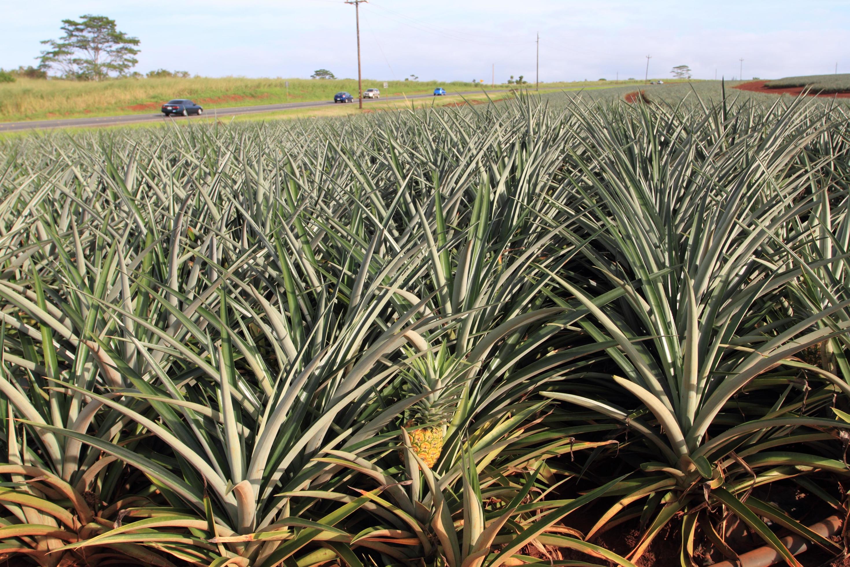 Pineapple field at Honolulu Hawaii 3370798 Stock Photo at Vecteezy