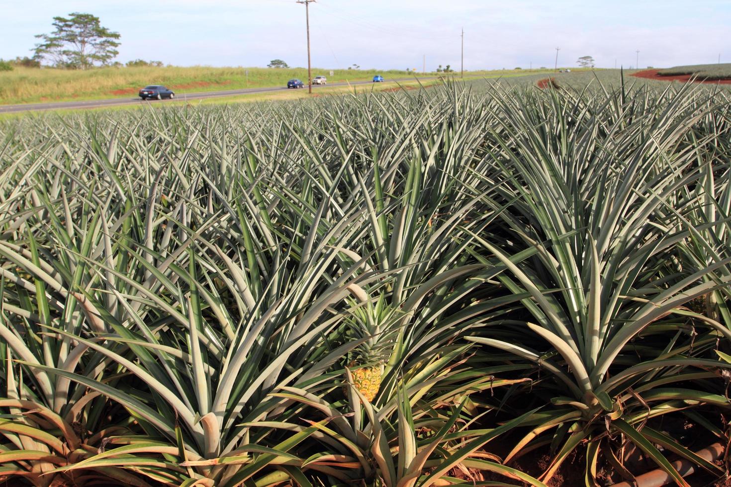 Campo de piña en Honolulu, Hawaii foto