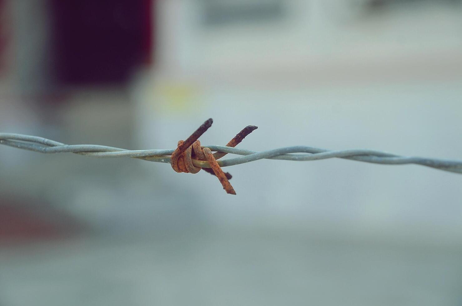 Close-up, view of a barbed-wire photo
