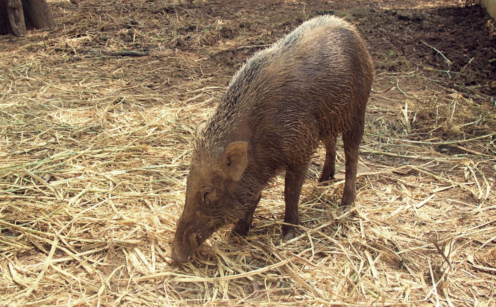 Wild boar sightings in the wild photo