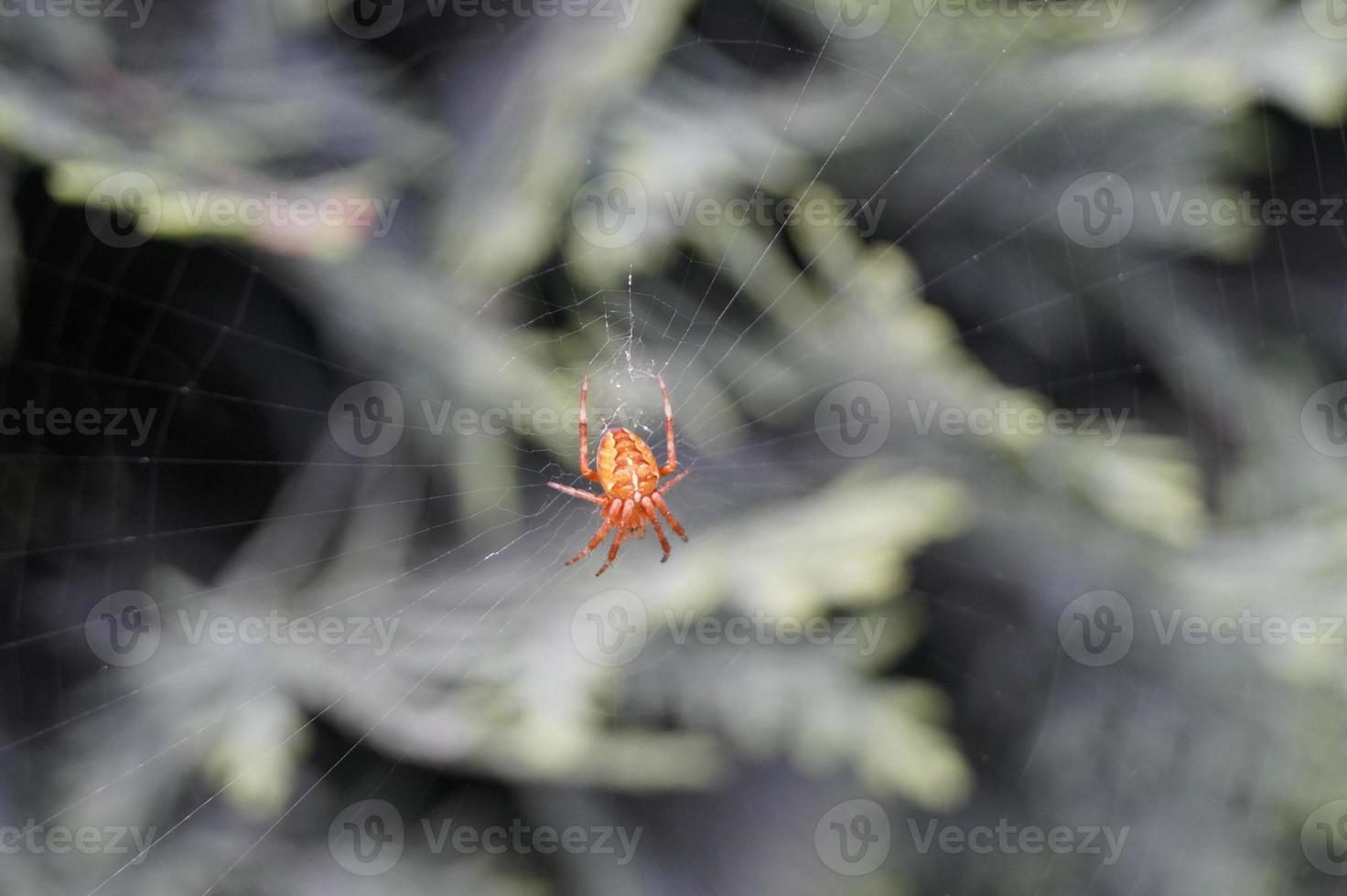 Spider in the web photo