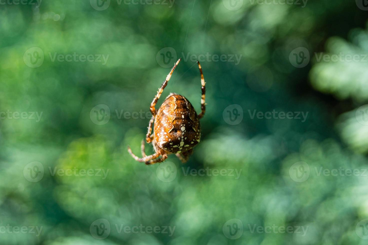 araña en la web foto