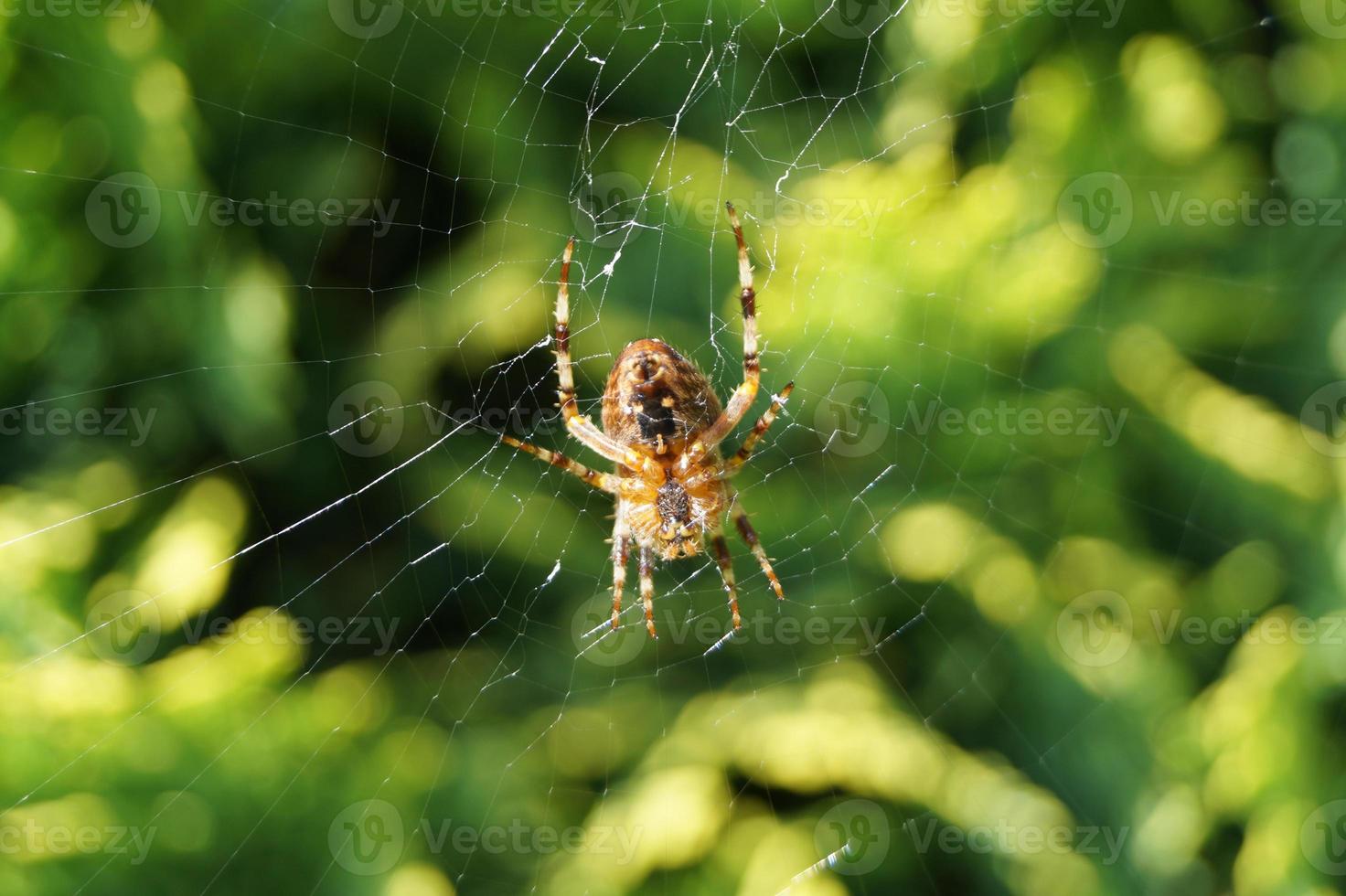 araña en la web foto