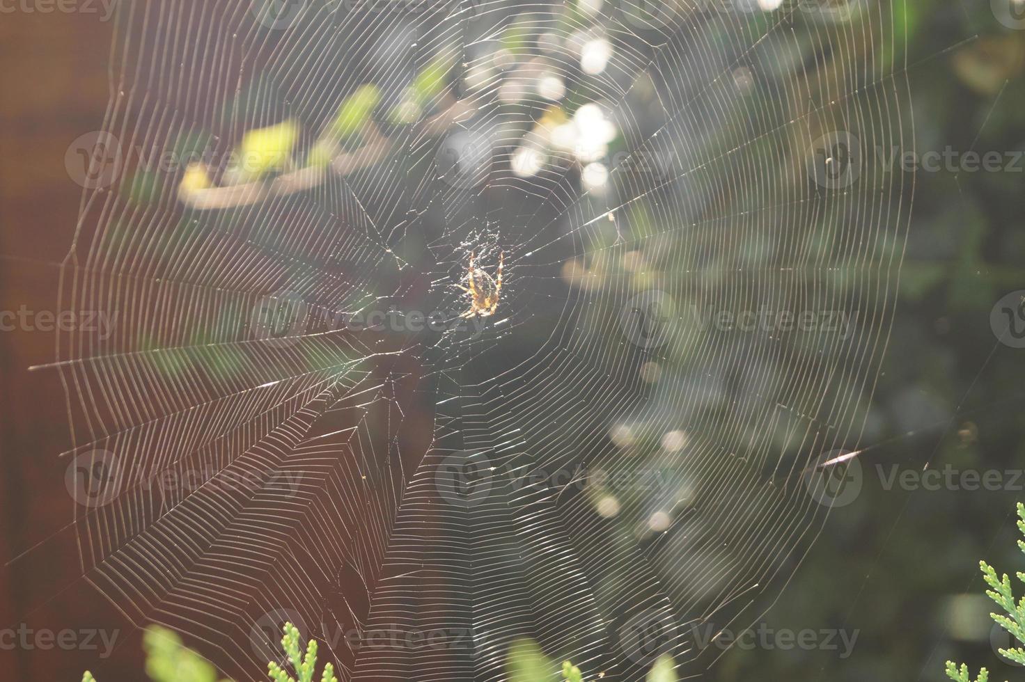 araña en la web foto